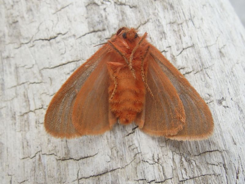 Ocneria rubea